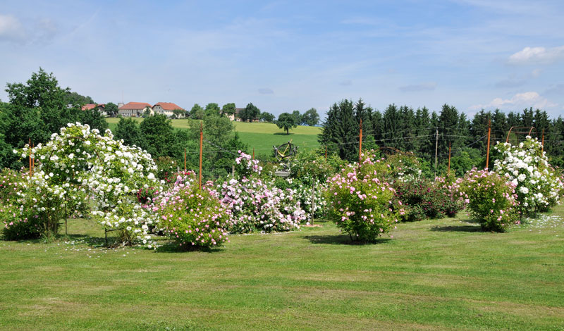 Foto: Johann Andorfer